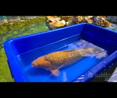 Carpa Koi Ginrin Chagoi Sansai 71cm Femmina