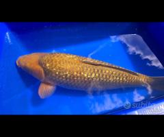 Carpa Koi Ginrin Chagoi Sansai 71cm Femmina
