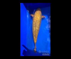 Carpa Koi Ginrin Chagoi Sansai 71cm Femmina