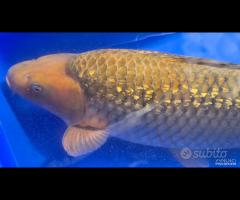 Carpa Koi Ginrin Chagoi Sansai 71cm Femmina