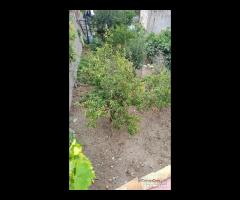 Ali',villa indipendente con ampio terreno, ottime - 16