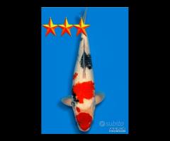 Carpa Koi Showa Jumbo Tosaisai - 47cm - ExpoKoi
