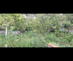 Rometta, terreno terrazzato di circa 2300 mq - 6