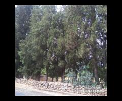 Nuxis - terreno edificab.+terreno agricolo