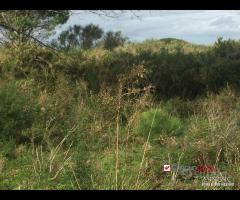 Terreno a Castanea Rif.MFE-5493