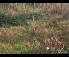 Terreno a Castanea Rif.MFE-5493