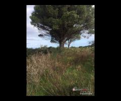 Terreno a Castanea Rif.MFE-5493