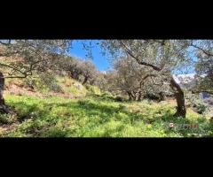 Rodia, terreno agricolo di circa 1000 mq