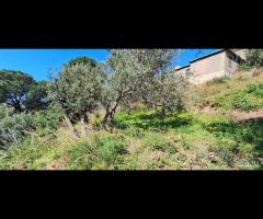 Rodia, terreno agricolo di circa 1000 mq