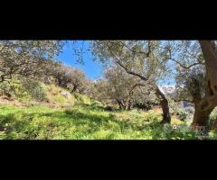 Rodia, terreno agricolo di circa 1000 mq