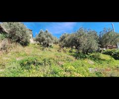 Rodia, terreno agricolo di circa 1000 mq