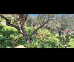 Rodia, terreno agricolo di circa 1000 mq - 6