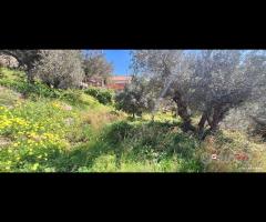 Rodia, terreno agricolo di circa 1000 mq - 7