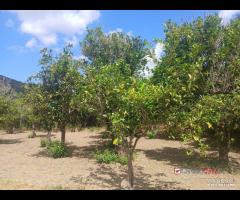 Terreno a Condrò - 9