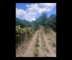 Terreno a Condrò - 15