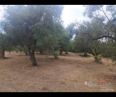 Gualtieri, terreno con casolare rurale