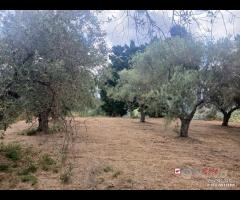 Gualtieri, terreno con casolare rurale