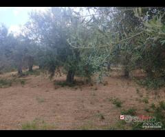 Gualtieri, terreno con casolare rurale - 7