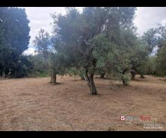 Gualtieri, terreno con casolare rurale - 8