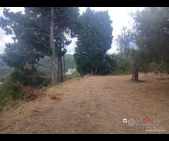 Gualtieri, terreno con casolare rurale - 9