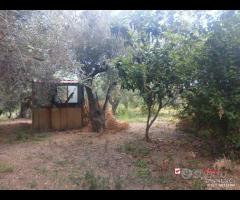 Gualtieri, terreno con casolare rurale - 10