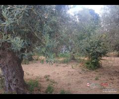 Gualtieri, terreno con casolare rurale - 13