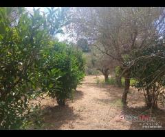 Gualtieri, terreno con casolare rurale - 14