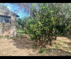 Gualtieri, terreno con casolare rurale - 15