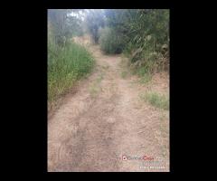 Gualtieri, terreno con casolare rurale - 17