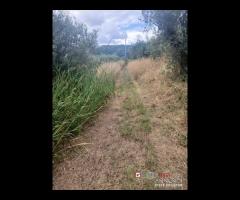 Gualtieri, terreno con casolare rurale - 18