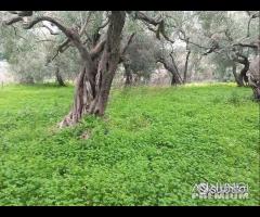 Rodia, Casolare con terreno