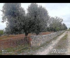Terreno in via delle Margherite