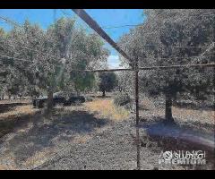 Casetta con terreno - 19