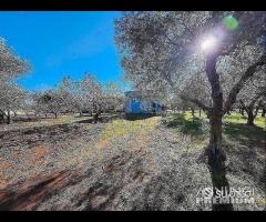 Terreno con vano in località S. Barbato - 6