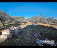 Terreno con vano in località S. Barbato - 16