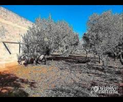 Terreno con vano in località S. Barbato - 19