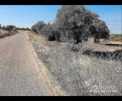 Masseria Contrada Riggio - 6