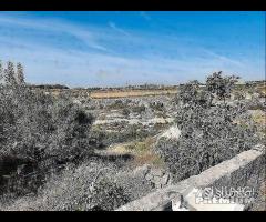 Masseria Contrada Riggio - 24