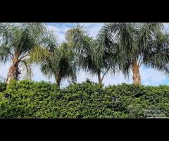 VILLA CON PISCINA rif.136/25 - 7