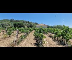 Terreno agricolo 7,5 ettari Castiglione di Sicilia