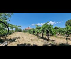 Terreno agricolo 7,5 ettari Castiglione di Sicilia