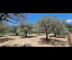Terreno agricolo 7,5 ettari Castiglione di Sicilia