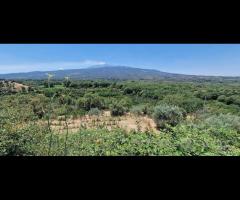 Terreno agricolo 7,5 ettari Castiglione di Sicilia