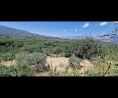 Terreno agricolo 7,5 ettari Castiglione di Sicilia - 6