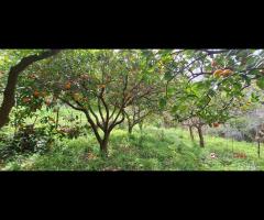 Rometta, funzionale terreno agricolo terrazzato