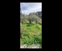 Rometta, funzionale terreno agricolo terrazzato