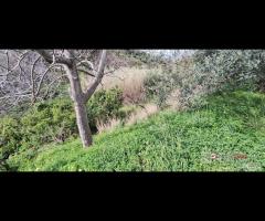 Rometta, funzionale terreno agricolo terrazzato - 8