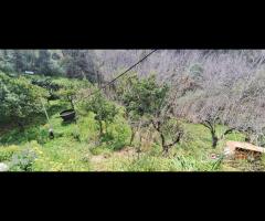 Rometta, funzionale terreno agricolo terrazzato - 9