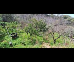 Rometta, funzionale terreno agricolo terrazzato - 10