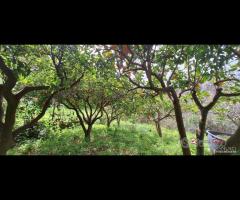 Rometta, funzionale terreno agricolo terrazzato - 11